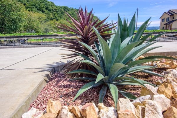 ロックガーデンってなに？砂利と庭で作る、個性あふれる空間