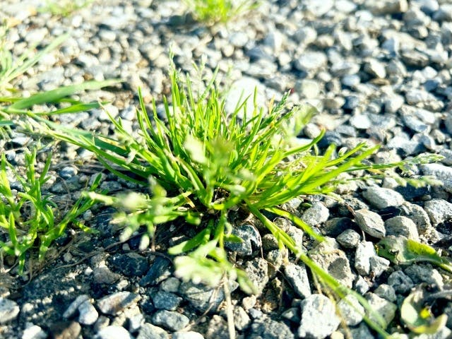 雑草が生えない!砂利の厚さってどれくらい?